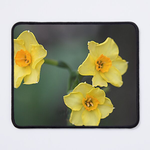 Item preview, Jonquils designed and sold by Paul Pasco.