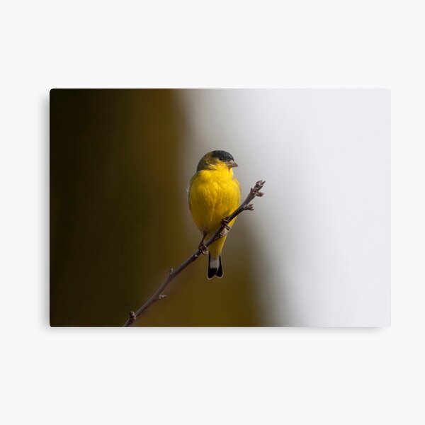 Lesser Goldfinch Metal Print