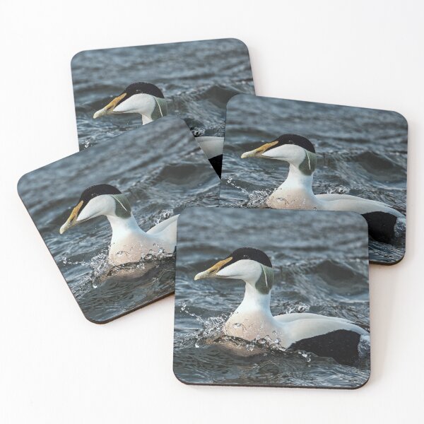 Item preview, Eider Duck designed and sold by Tom McPherson Photography.