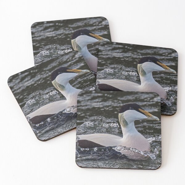 Item preview, Male Eider Duck designed and sold by Tom McPherson Photography.