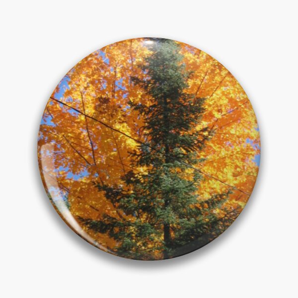 Item preview, FALL SEASON COLORS OF MAPLE TREE AND PINE TREE photo by frasues designed and sold by frasues.