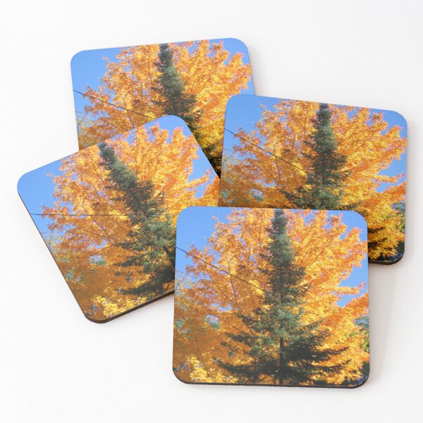 Item preview, FALL SEASON COLORS OF MAPLE TREE AND PINE TREE photo by frasues designed and sold by frasues.