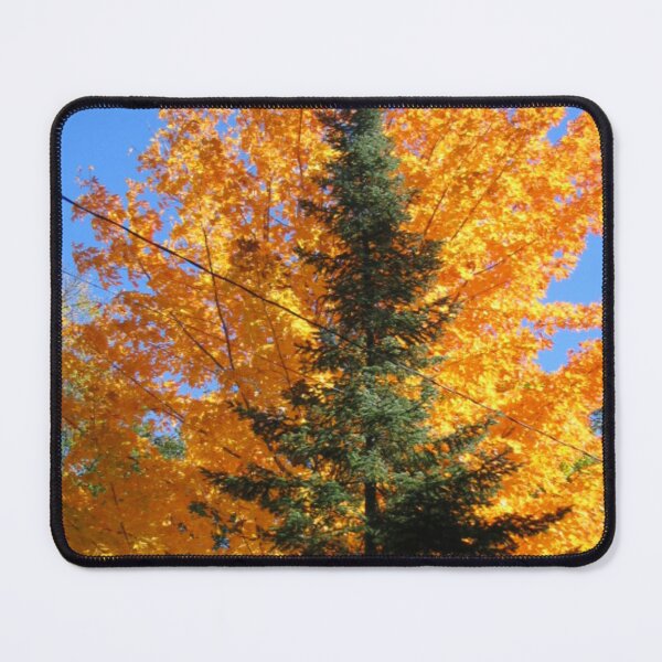 Item preview, FALL SEASON COLORS OF MAPLE TREE AND PINE TREE photo by frasues designed and sold by frasues.