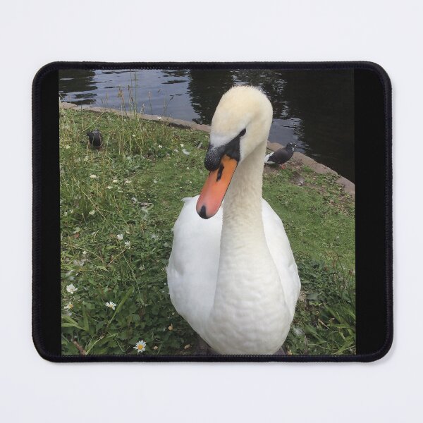 Item preview, Swan designed and sold by TheMarketplaceworld.