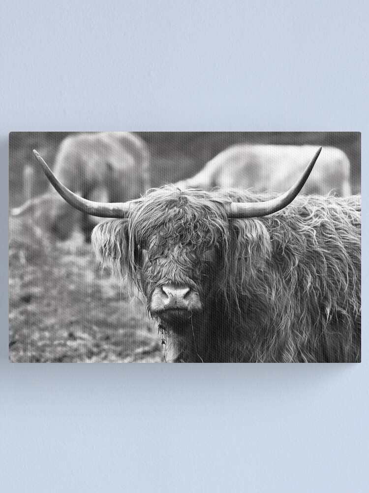 scottish highland cattle canvas pictures