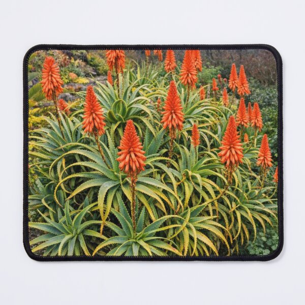 Item preview, Torch Aloe designed and sold by HeritageGlow.