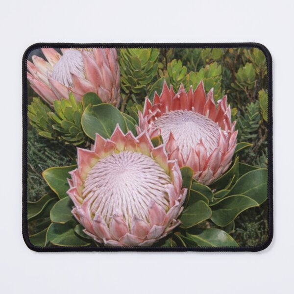 Item preview, King Protea designed and sold by HeritageGlow.
