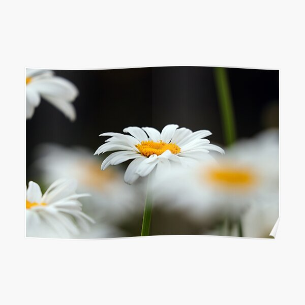 Oxeye daisies I Poster