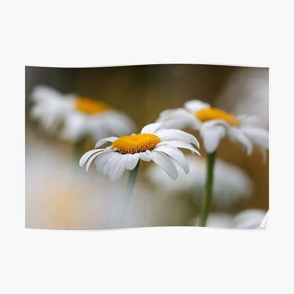 Oxeye daisies II Poster