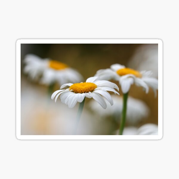 Oxeye Daisy Merchandise Gifts for Redbubble & Sale 