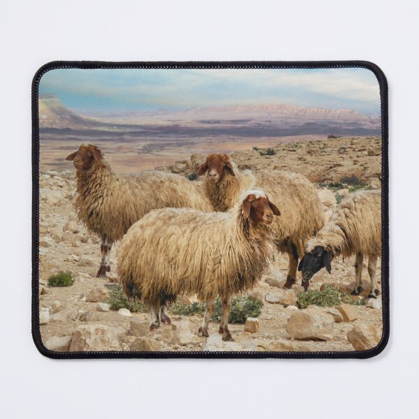 Item preview, Israel, Mitzpe Ramon. Sheep at Ramon Crater. designed and sold by UltraQuirky.