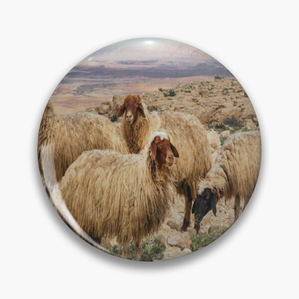 Artikelvorschau, Israel, Mitzpe Ramon. Schafe am Ramon-Krater. entworfen und verkauft von UltraQuirky.