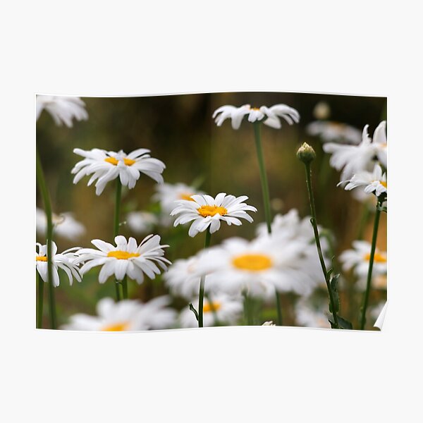 Oxeye daisies III Poster