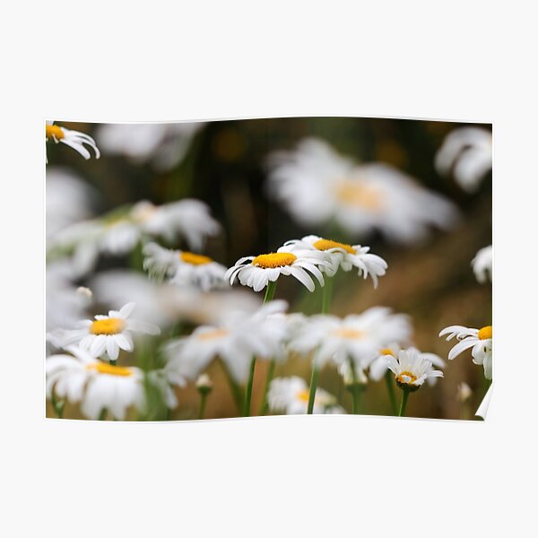 Oxeye daisies IV Poster
