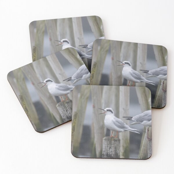 Item preview, Forster's Tern designed and sold by LaurenTucker.