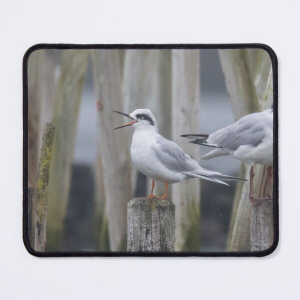 Item preview, Forster's Tern designed and sold by LaurenTucker.