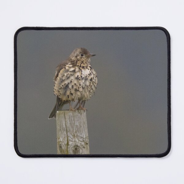 Item preview, Mistle Thrush designed and sold by LaurenTucker.