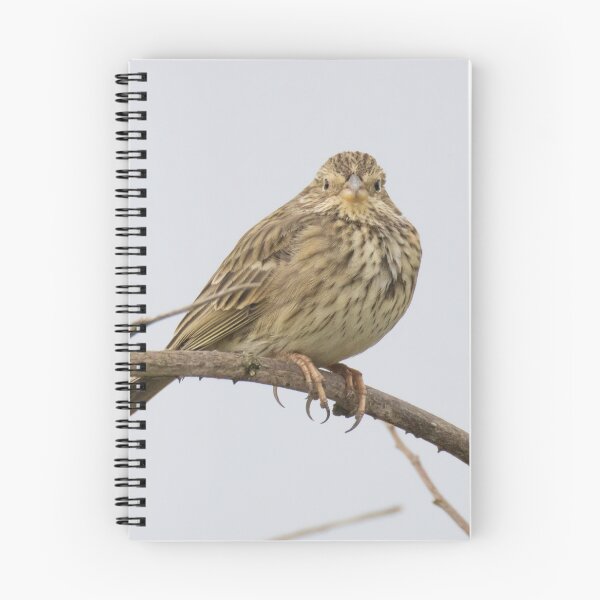 Item preview, Corn Bunting designed and sold by LaurenTucker.