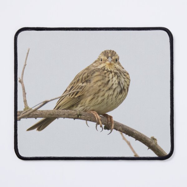 Item preview, Corn Bunting designed and sold by LaurenTucker.