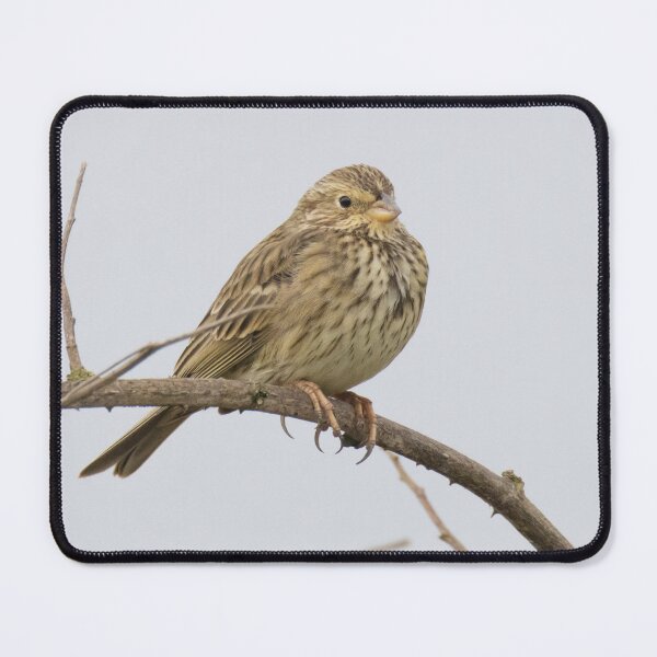 Item preview, Corn Bunting designed and sold by LaurenTucker.