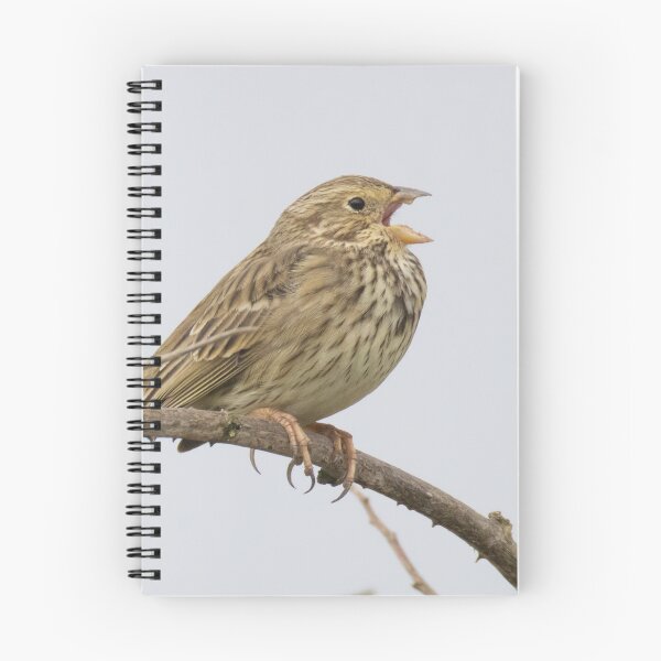 Item preview, Corn Bunting designed and sold by LaurenTucker.