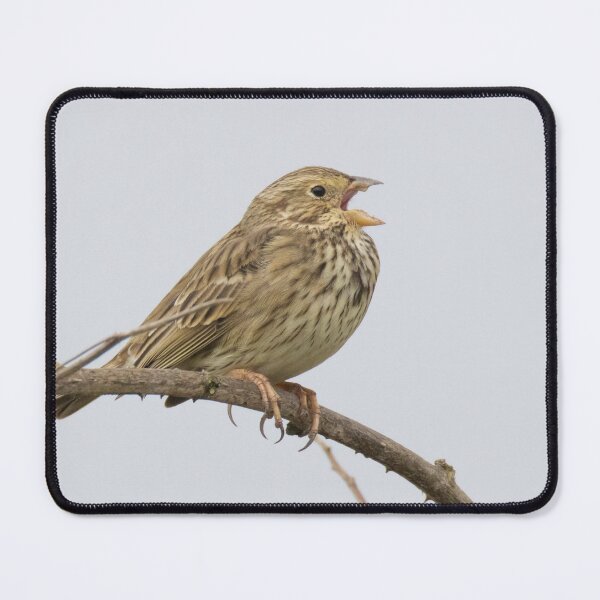 Item preview, Corn Bunting designed and sold by LaurenTucker.