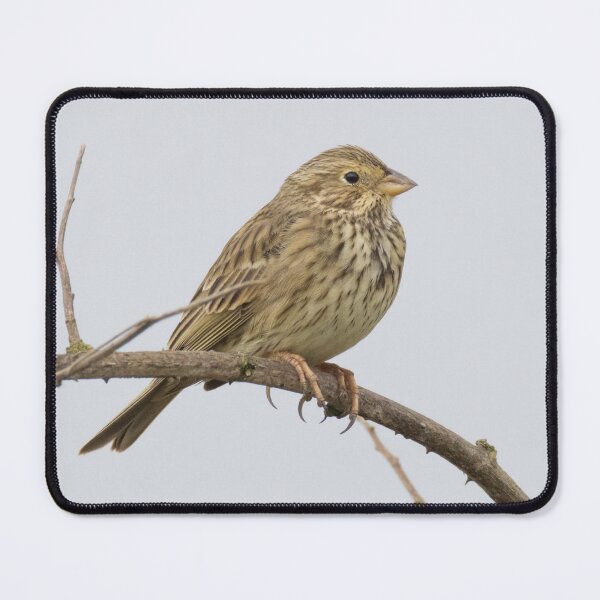 Item preview, Corn Bunting designed and sold by LaurenTucker.