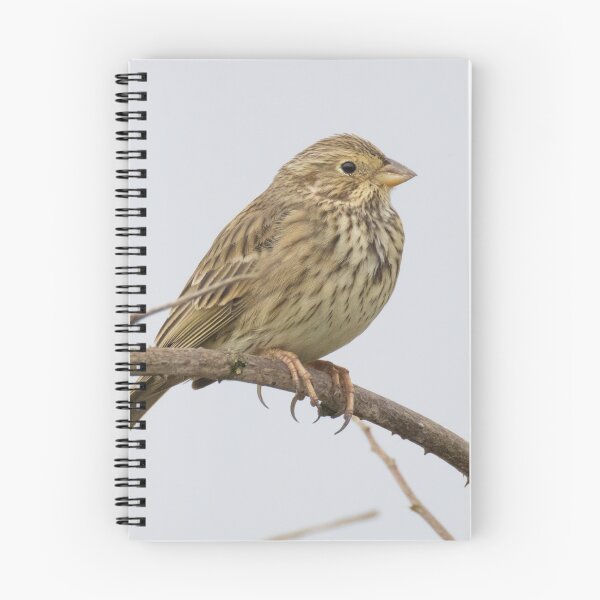 Item preview, Corn Bunting designed and sold by LaurenTucker.
