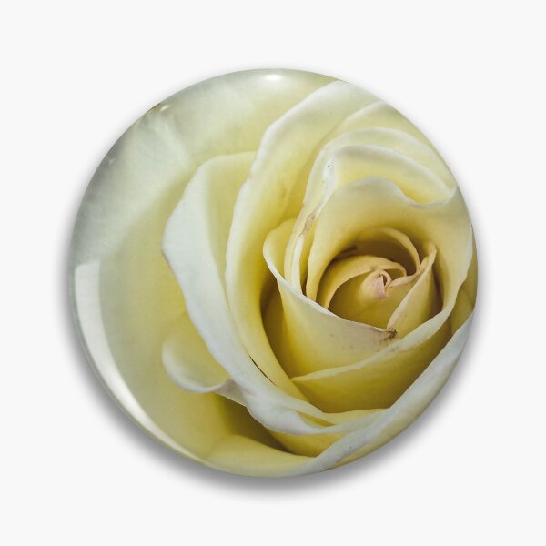 Item preview, Flowering Now: Rosa ‘John F. Kennedy’ designed and sold by Douglas E. Welch Design and Photography.