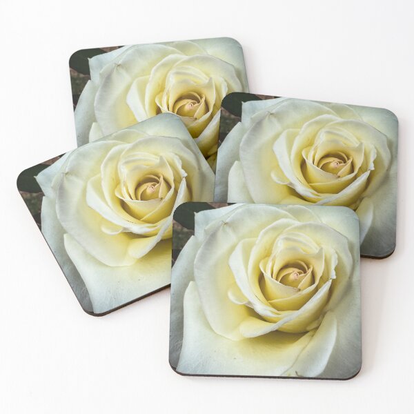 Item preview, Flowering Now: Rosa ‘John F. Kennedy’ designed and sold by Douglas E. Welch Design and Photography.
