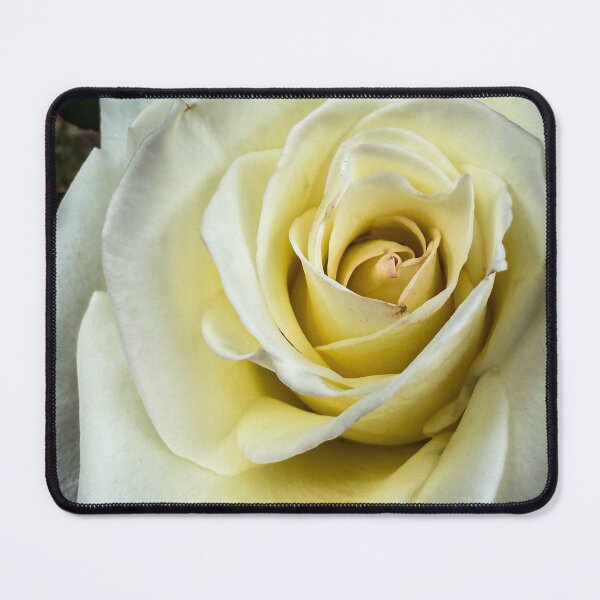 Item preview, Flowering Now: Rosa ‘John F. Kennedy’ designed and sold by Douglas E. Welch Design and Photography.