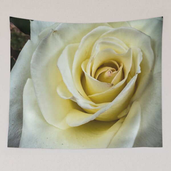 Item preview, Flowering Now: Rosa ‘John F. Kennedy’ designed and sold by Douglas E. Welch Design and Photography.