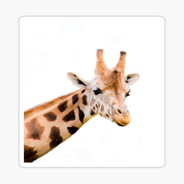 giraffe Sticker