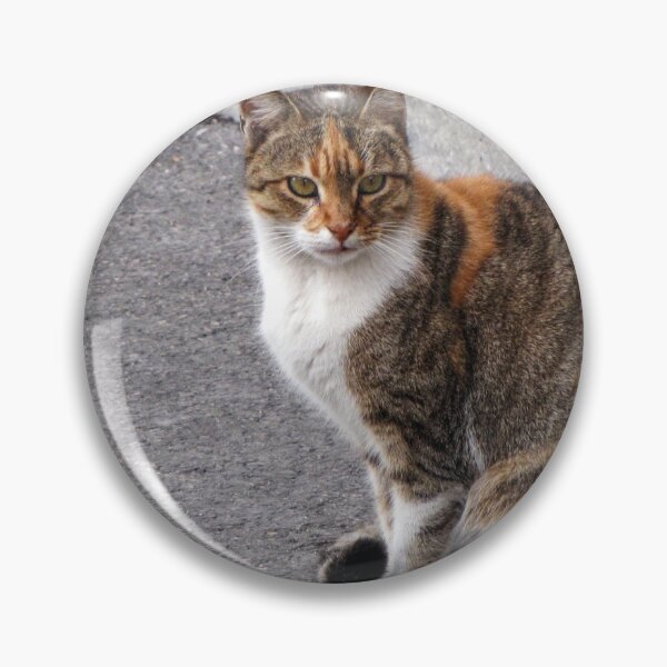 Item preview, Calico Tabby Cat Sitting on Urban Pavement Near Curb Looking at Camera designed and sold by Nmallia.