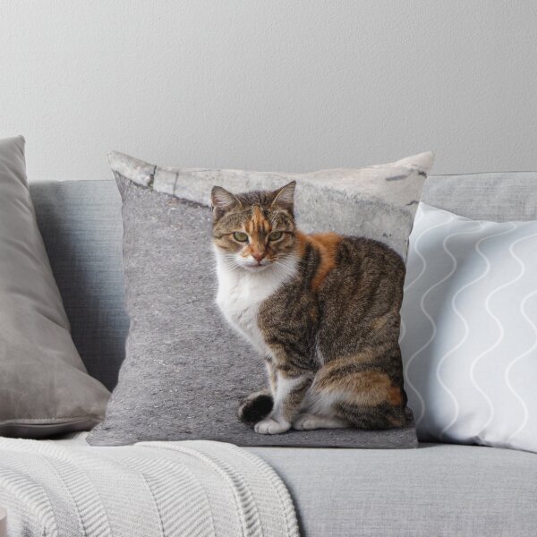 Item preview, Calico Tabby Cat Sitting on Urban Pavement Near Curb Looking at Camera designed and sold by Nmallia.