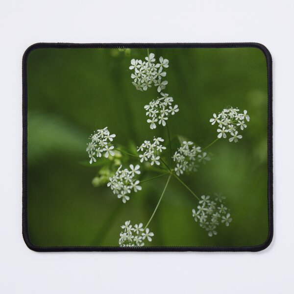 Item preview, Queen Anne’s Lace Wildflower Macro , Delicate White Botanical Flower Photography designed and sold by JSFrame.