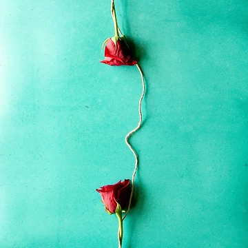 Artwork thumbnail, Two Roses Connected by RubyDelAngel