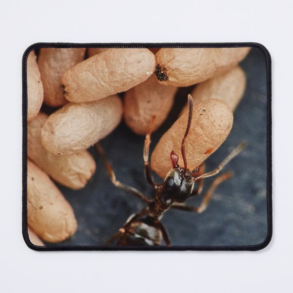 Item preview, Ant On A Mission designed and sold by Eidetic Photos.