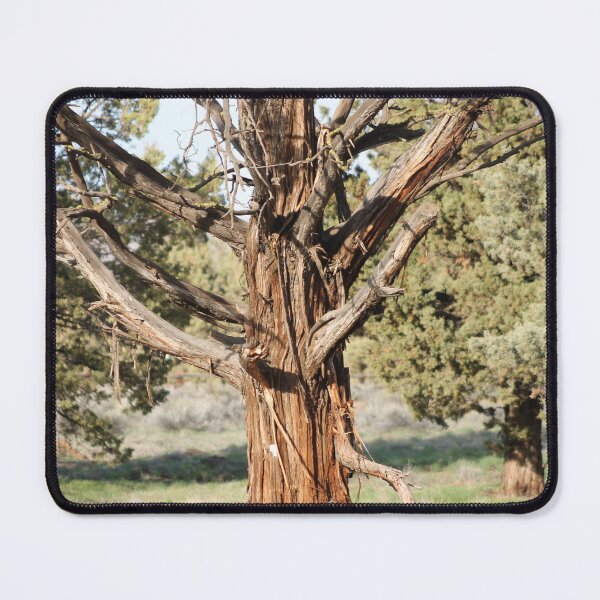 Item preview, Stripped Tree designed and sold by Naturally.Art.