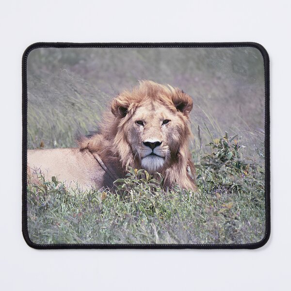 Item preview, African Lion Staring from the Savannah designed and sold by SG Savannah Lens.