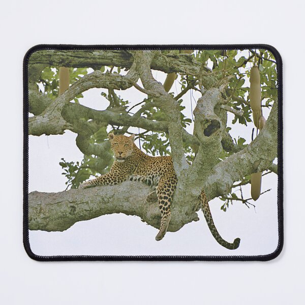 Item preview, African Leopard Resting in Tree designed and sold by SG Savannah Lens.