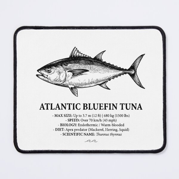 Item preview, Atlantic Bluefin Tuna Scientific Illustration Vintage Fish designed and sold by MotionBanana Art.