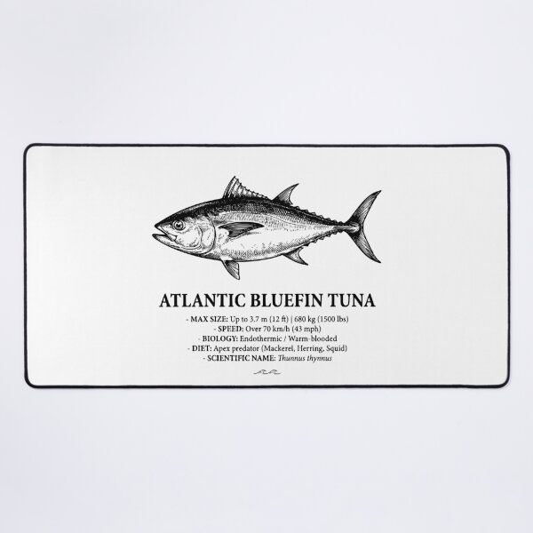 Item preview, Atlantic Bluefin Tuna Scientific Illustration Vintage Fish designed and sold by MotionBanana Art.