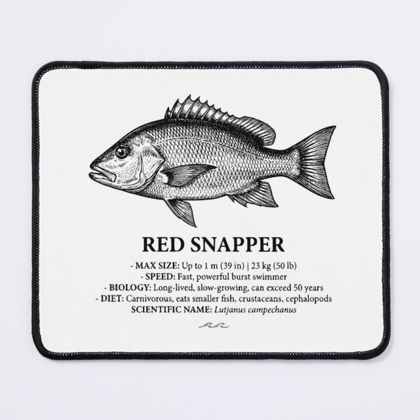 Item preview, Red Snapper Scientific Illustration Vintage Marine Biology designed and sold by MotionBanana Art.