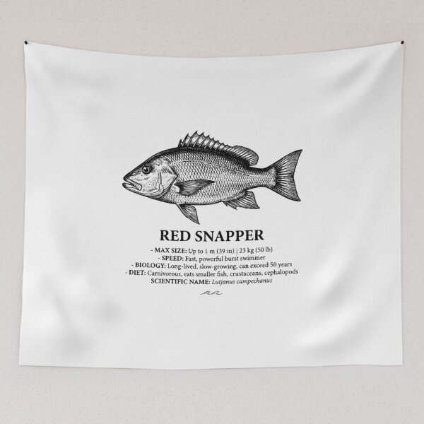 Item preview, Red Snapper Scientific Illustration Vintage Marine Biology designed and sold by MotionBanana Art.