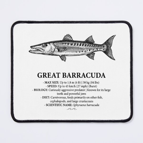 Item preview, Great Barracuda Vintage Scientific Marine Illustration designed and sold by MotionBanana Art.