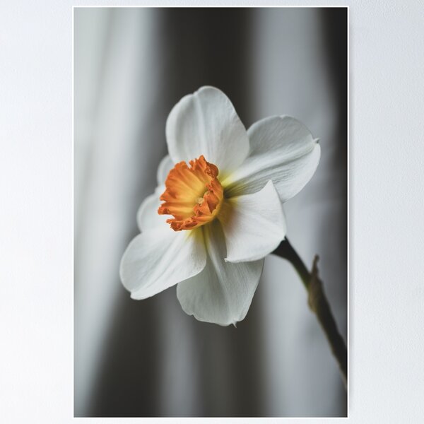 Item preview, Elegant White Narcissus Still Life  designed and sold by Imladris01.