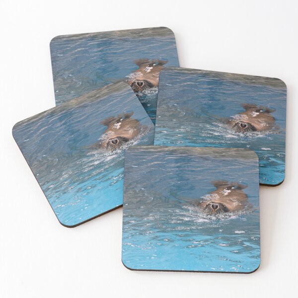 Item preview, Sally the sealy seal designed and sold by Lynalinalee Photography .