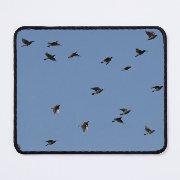 Item preview, Flock of Birds (European Starlings) designed and sold by 1DCX.