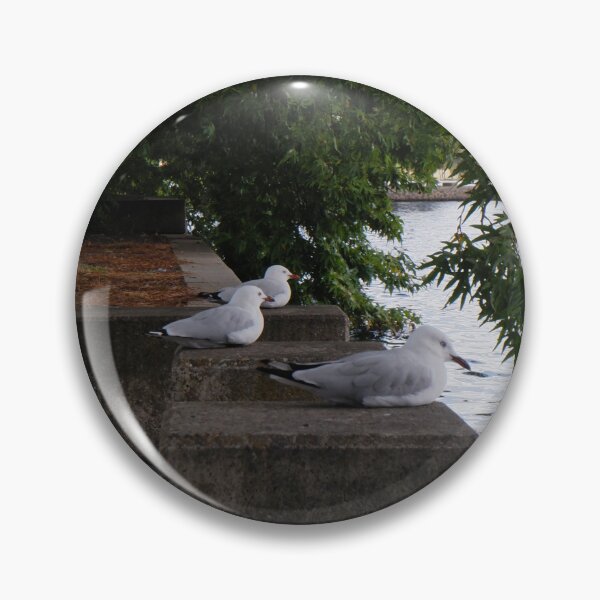Item preview, Silver Gulls at Rest - Lake Burley Griffin, Canberra designed and sold by Surverta.